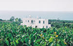near Coral Bay in Cyprus - amongst the banana plantations