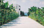 Bananas ?! - near Coral Bay in Cyprus