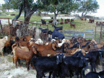 Cyprus Goats